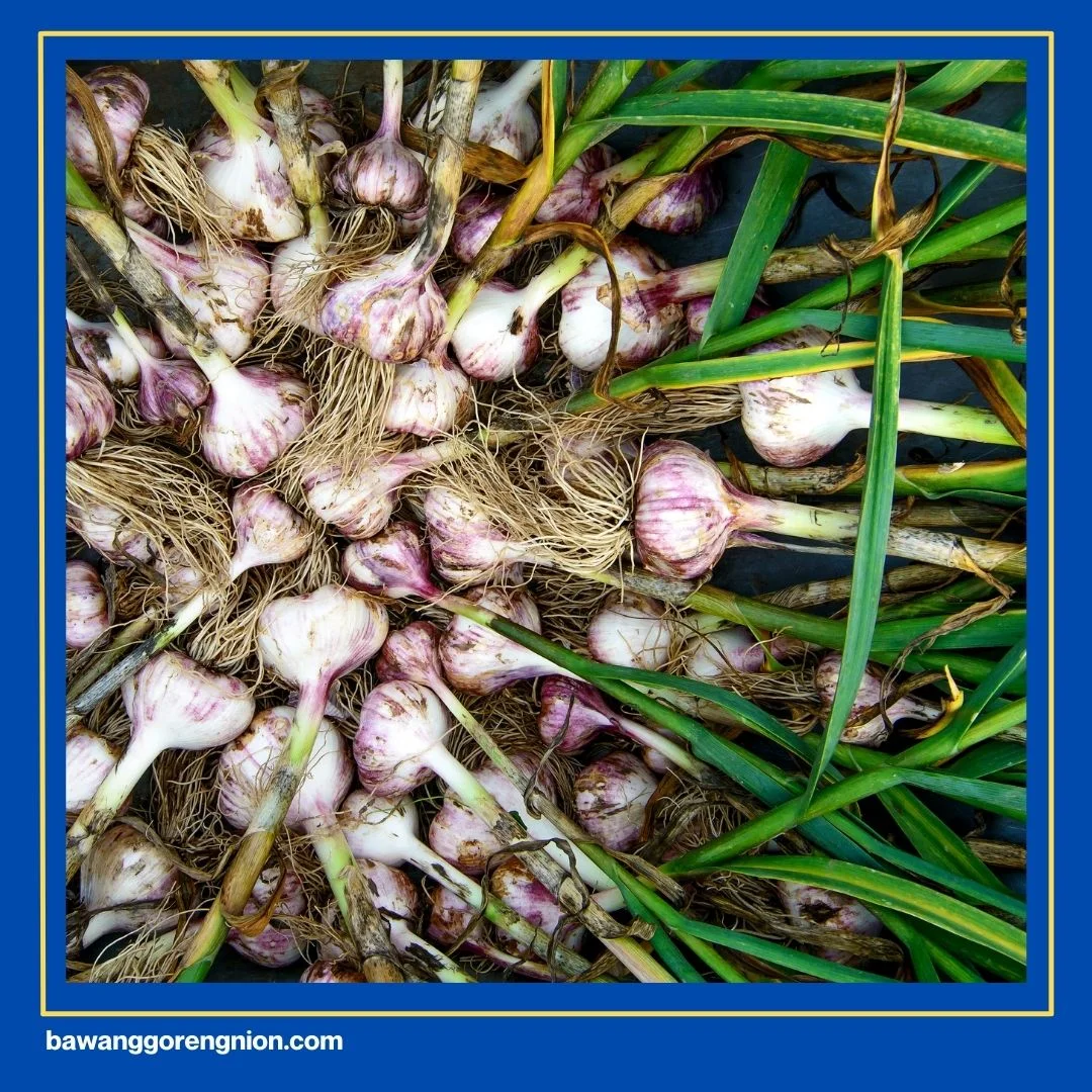 6 Siung Bawang Putih Berapa Gram