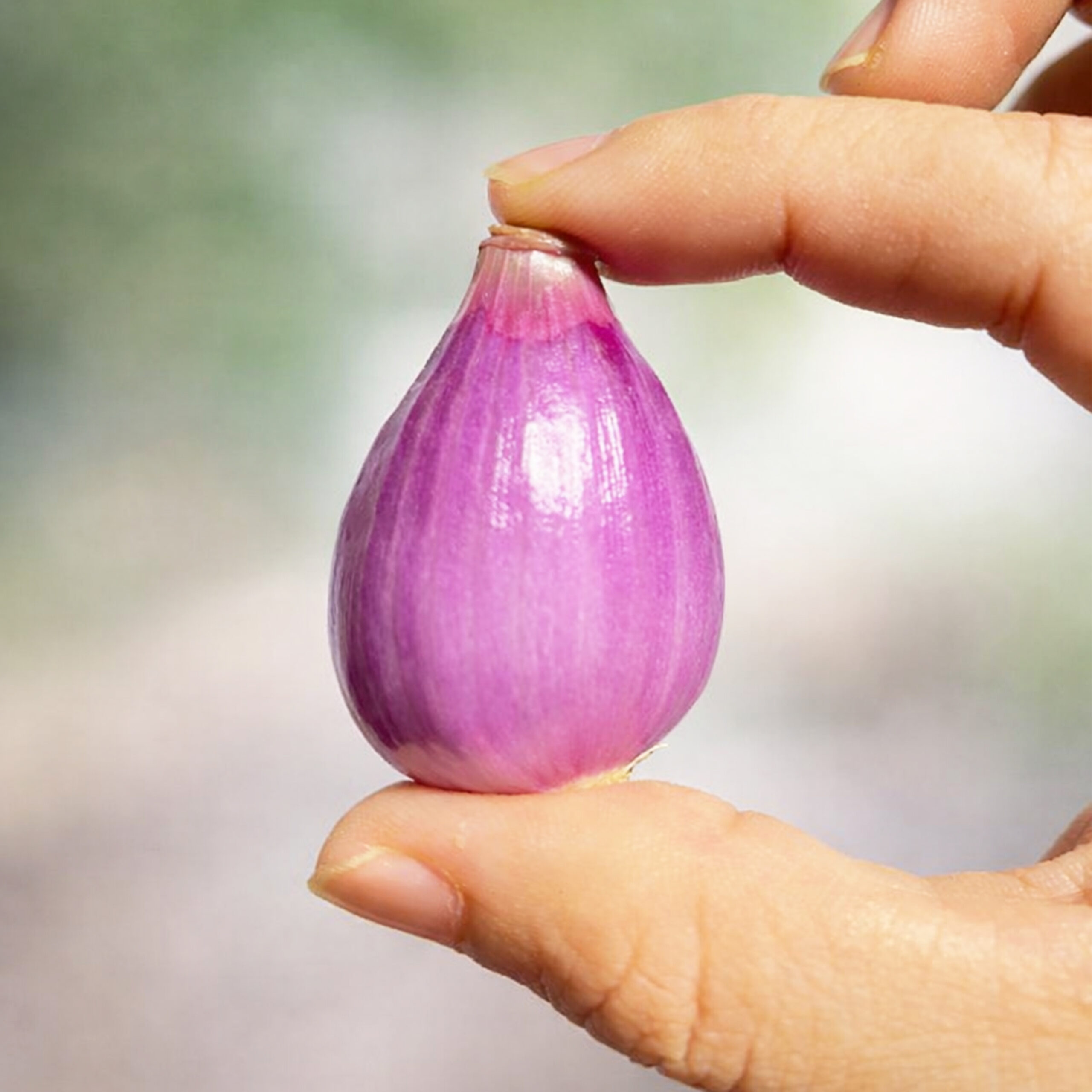 BAWANG MERAH MENTAH GRADE A